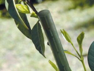 Podporniki za rastline